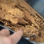 Expert Building & Pest Inspections in Brisbane
