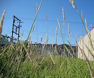 Urban Grass Wholesalers