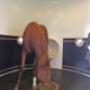 sean-buckley-ultra-thoroughbreds-1