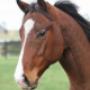 sean-buckley-ultra-thoroughbreds-2