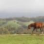 sean-buckley-ultra-thoroughbreds