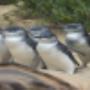 The famous Penguin Parade