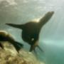 Seals on Phillip Island