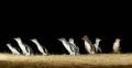 1 Day Phillip Island Penguin and Wildlife Tour