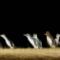 The-Penguin-Parade