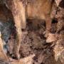 Active termite to a recently inspected dwelling