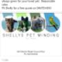 pet minding
