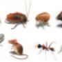 Pest Control