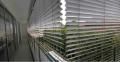 External-Venetians