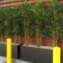 Silk Trees and Plants