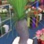 Artificial Blackboy Grass tree