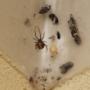 Spiders are not match for our treatments!