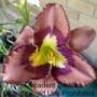 Daylily Catcher in the Eye