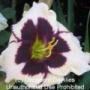 Daylily Celebration of Angels