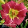 Daylily Christmas Story
