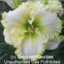 Daylily Green Mistique