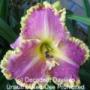 Daylily Light Years Away