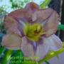Daylily Violet Reflections