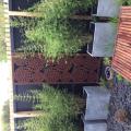 Garden maintenance