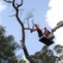 Tree services