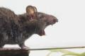 Rats Control Services