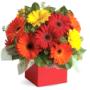 Glorious Gerberas