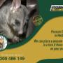 Possum Control Melbourne