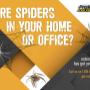 Spider Control