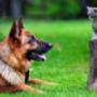 Kennel Bookings Online Pty Ltd