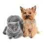 Kennel Bookings Online Pty Ltd