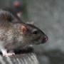 Pest Control