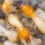 Termites