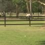 3 Rail Yard horse fencing