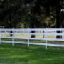 4 Rail White Horse Fence