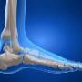 Foot