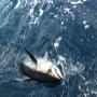 Fresh catch tuna