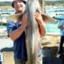 shark on Portland
