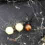 Female Redback Spider with egg sacs