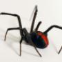 Redback Spider