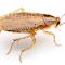 German-cockroach
