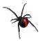 Redback-spider