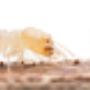 termite treatment brisbane