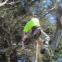 Tree Lopping Services on The Mornington Peninsula
