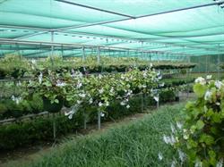 Valley View Nursery