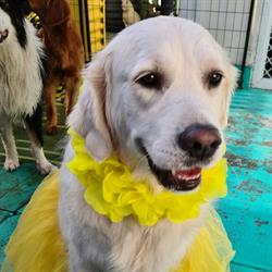 Unleashed Doggie Daycare & Spa