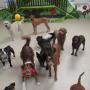 Dogs HQ
