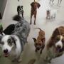 Dogs HQ