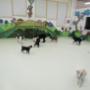 Dogs HQ
