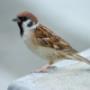 Bird Control - Falls Pest Control