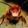 Falls Pest Control-1